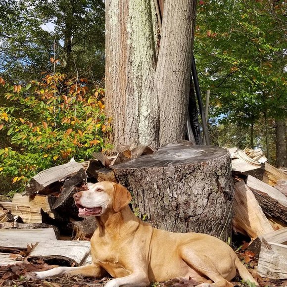 Meet your Posher, Ellie - Picture 3 of 5